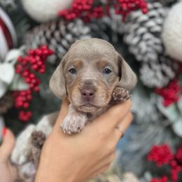 Isabella and tan piebald Girl- AKC - Fawn (isabella) and tan female Dachshund puppy in North Branch, Michigan from Monarch Miniature Dachshunds