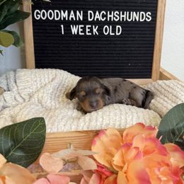 Dachshund Puppies from Goodman Dachshunds