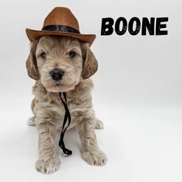 Boone - Cream male Goldendoodle puppy in Eagle Mountian, Utah from The Puppy Family