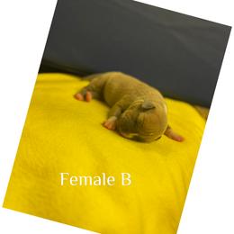 Female B - Blue fawn female American Pit Bull Terrier puppy in Pensacola, Florida from Alpha Alliance Kennels