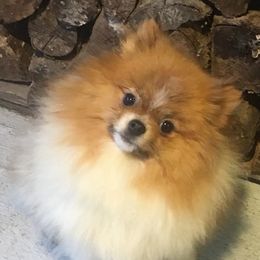 Winnie - Pomeranian