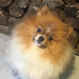 Winnie - Pomeranian