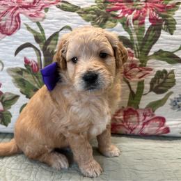 Peanut - Cream male Goldendoodle puppy in The Woodlands, Texas from Gracie's Goldendoodles and Bernedoodles