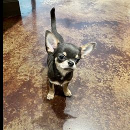 Chihuahua Puppies from Bijou Chihuahua’s