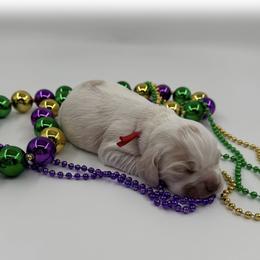 Bourbon - Buff and white male Cocker Spaniel puppy in Texarkana, Texas from K&M Cocker Spaniels