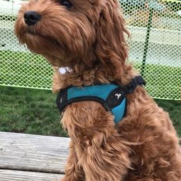 Assorted Doodle Crosses, Cavachons, Cavalier King Charles Spaniels, and Cavapoos from Prairie Puppies