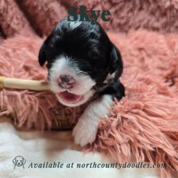 Skye - female Australian Mountain Doodle puppy in Escondido, California from North County Doodles