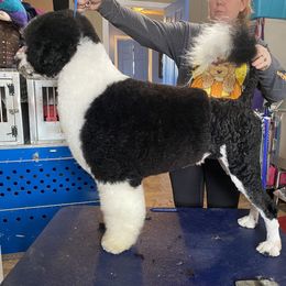 Portuguese Water Dog Puppies from Seaworthy PWD