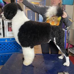 Portuguese Water Dog Puppies from Seaworthy PWD