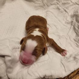 K-Orange Boy - Red  male Goldendoodle puppy in Lewisville, Texas from Texas Goldendoodle Lovers