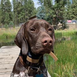 Aspen - German Shorthaired Pointer