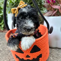 Fern - Black and white female Sheepadoodle puppy in Cambridge, Ohio from Sweet Creek Pups