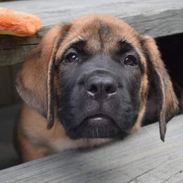 Mastiff Puppies from Miller's Mastiffs of Pa