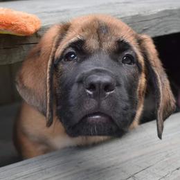 Mastiff Puppies from Miller's Mastiffs of Pa
