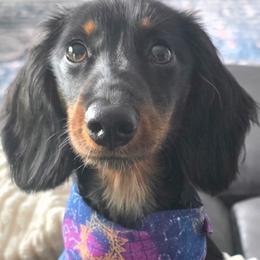 Dachshund All Grown Up from Sally Lego