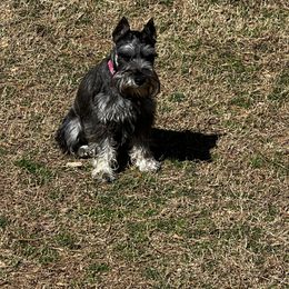 Miniature Schnauzer Puppies from Pierhaus Minature Schnauzers