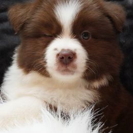 Aussiedoodles, Cavapoos, Miniature Australian Shepherds, and Toy Australian Shepherds from Blue Hue Aussies
