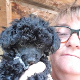 Poodle Puppies from Joanies Poodles