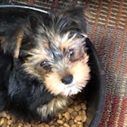 Yorkshire Terriers from Ellen's Yorkshire Terriers