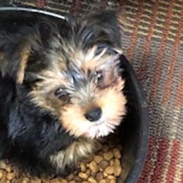 Yorkshire Terriers from Ellen's Yorkshire Terriers