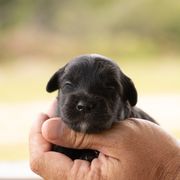 Girl 1 - Black female Whoodle puppy in Youngstown, Florida from Wonderland’s Boujie Kennels