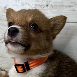 PB boy 5 - White and red male Pembroke Welsh Corgi puppy in Dickinson, Texas from Gulf Coast Corgis