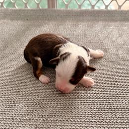 Paris - Brown and white female Aussiedoodle puppy in Dunn, North Carolina from Sandy Creek Kennels