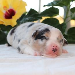 Welles - Blue merle male Miniature Australian Shepherd puppy in Goliad, Texas from Sassy Lil Aussies and Diamond W Poodles