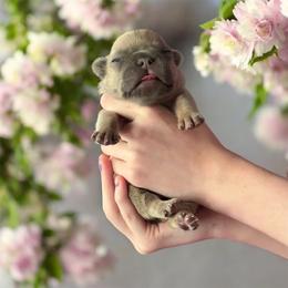 Winston - Blue fawn male French Bulldog puppy in Houston, Alabama from Orderofthebulldogs, LLC