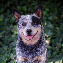 Australian Cattle Dogs from Cobalt Kennels