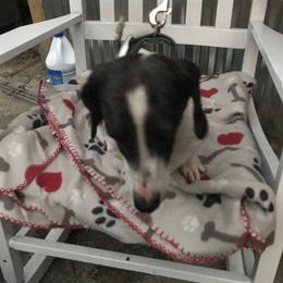 Cash - Dachshund