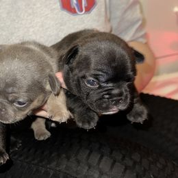 French Bulldog Puppies from KT’s Fabulous Frenchies