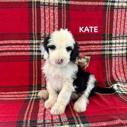 Kate - Black and white female Sheepadoodle puppy in Blackfoot, Idaho from Son of a Poodle Sheepadoodles