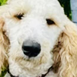 Bernedoodles, Bernese Mountain Dogs, and Poodles from Bubbling Springs Doodles, LLC