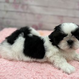 Shih Tzu Puppies from Delight Shihtzu