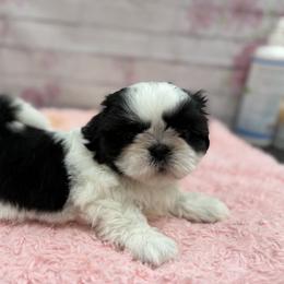 Shih Tzu Puppies from Delight Shihtzu