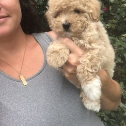 Poodle Puppies from Upper Echelon