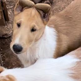 Collie Puppies from Castlebar Collies