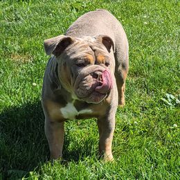 Finky - Bulldog