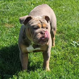Finky - Bulldog