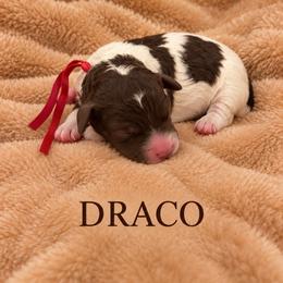 Draco - Parti male Poodle puppy in Washington, Pennsylvania from Patriotic Poodles