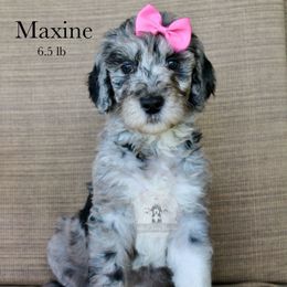 Maxine - Blue merle and white female Sheepadoodle puppy in Comanche, Texas from Central Texas Doodles, LLC.