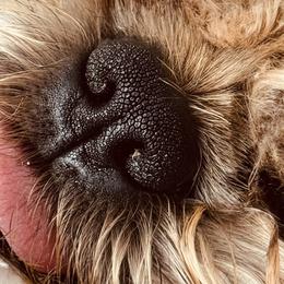 Brussels Griffons from Griffs & Giggles Ranch - The Cortez Family