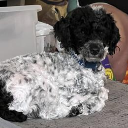 Poodles from Toy Poodle Love