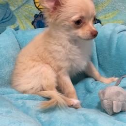 Luna (price: 6500) - Cream female Chihuahua puppy in Hillsboro, Texas from Pikanoo Pups