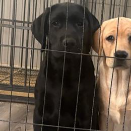 Kodi - Black male Labrador Retriever puppy in Menifee, California from Dioscuri Kennel