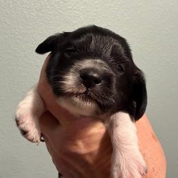 Mini Cakes - Piebald female Dachshund puppy in Irving, Texas from DFW Dachshunds by G & S