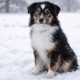 Dakota - Black tri female Toy Australian Shepherd puppy in Fairmount, Georgia from Muscadine Meadows Farm