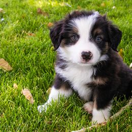 Miniature American Shepherd and Miniature Australian Shepherd Puppies from Bellewynd Acres