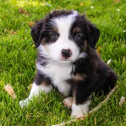 Miniature American Shepherd and Miniature Australian Shepherd Puppies from Bellewynd Acres